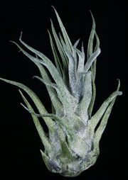 Tillandsia pruinosa 'Turrialba'