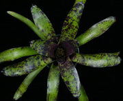 Neoregelia 'Java Plum' - Tropiflora