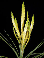Tillandsia flavobracteata - Tropiflora