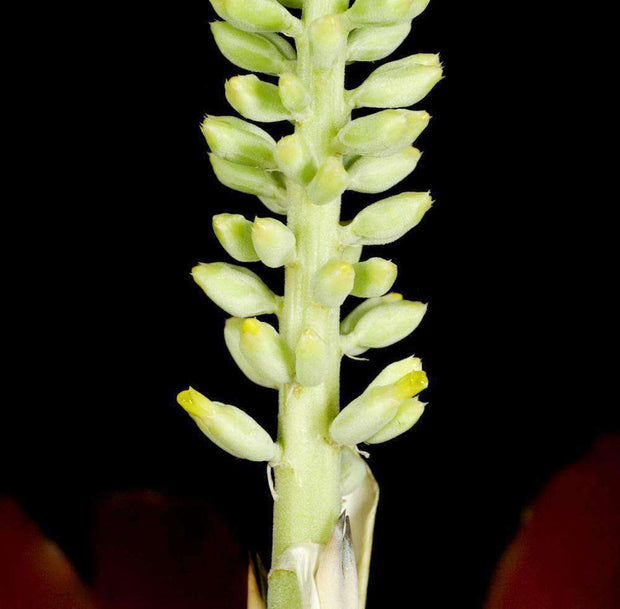 Androlepis skinneri - Tropiflora