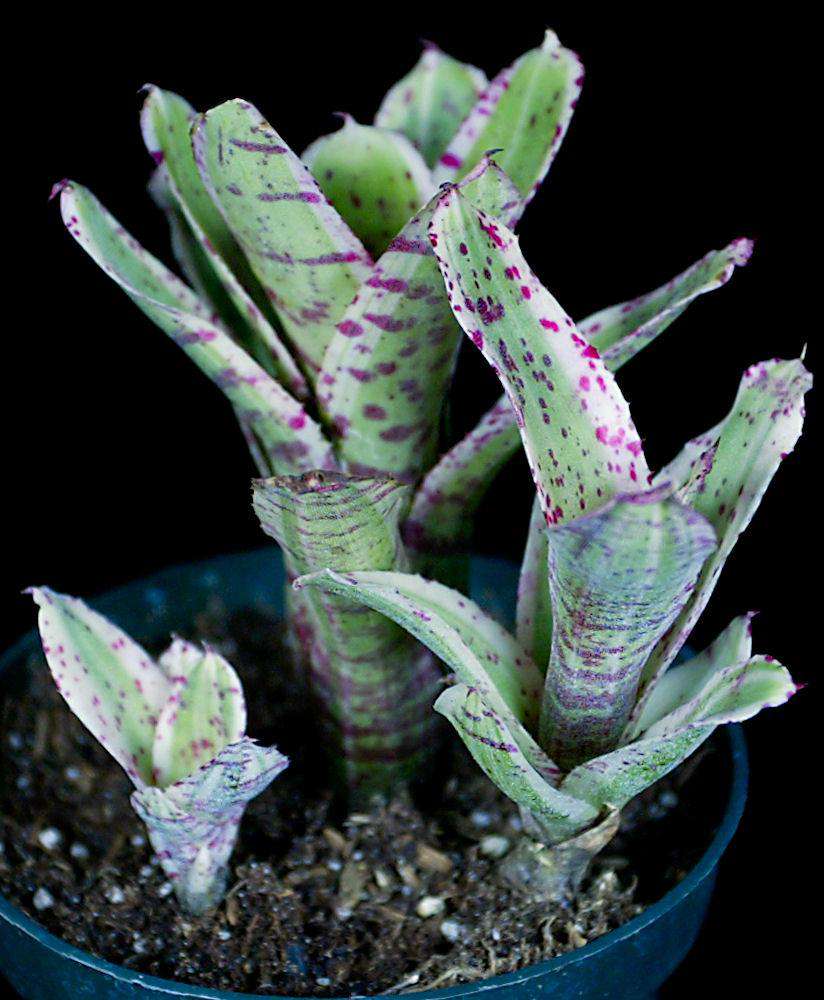 Neoregelia 'Gizmo' – Tropiflora