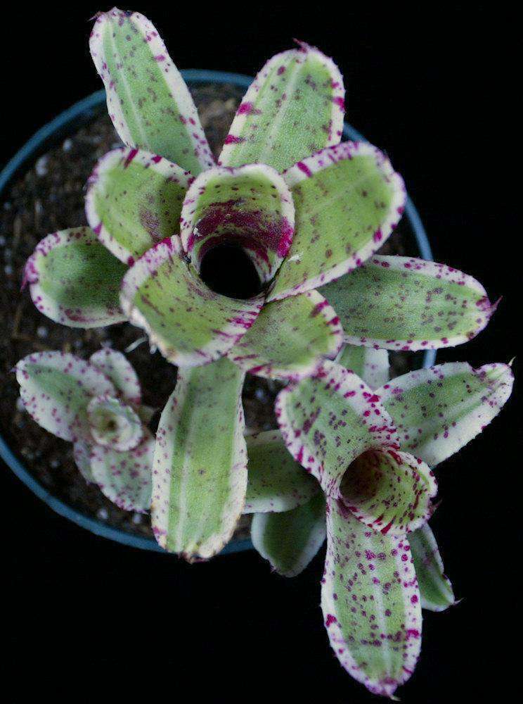 Neoregelia 'Gizmo' – Tropiflora
