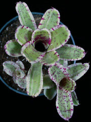 Neoregelia 'Gizmo' - Tropiflora