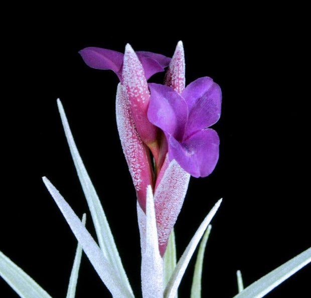 Tillandsia edithae x albertiana - Tropiflora