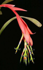 Billbergia 'Esther' - Tropiflora