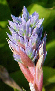 Aechmea serrata - Tropiflora