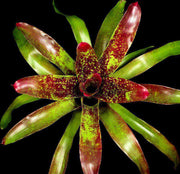 Neoregelia 'Cosmos' - Tropiflora