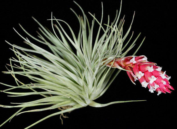 Tillandsia 'Really Red' - Tropiflora