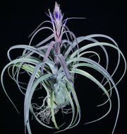 Bulk Air Plants: Tillandsia 'Purple Punch' (Minimum of 10)