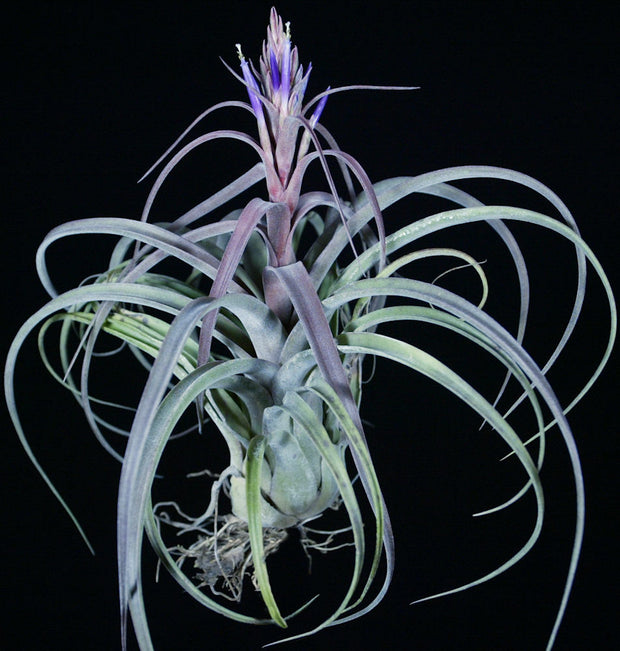 Pack of Tillandsia 'Purple Punch' (10-Count)