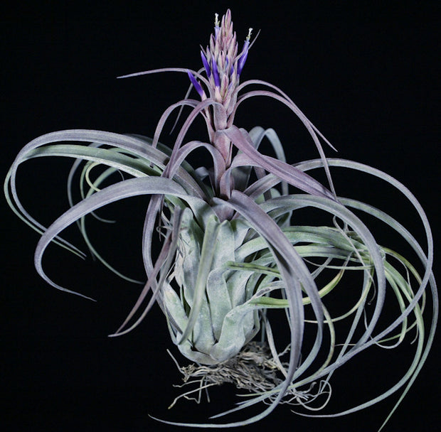 Pack of Tillandsia 'Purple Punch' (10-Count)