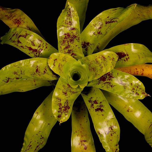 Neoregelia kautskyi – Tropiflora