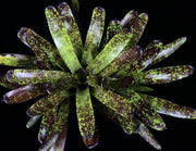 Neoregelia 'Chrysalis' - Tropiflora