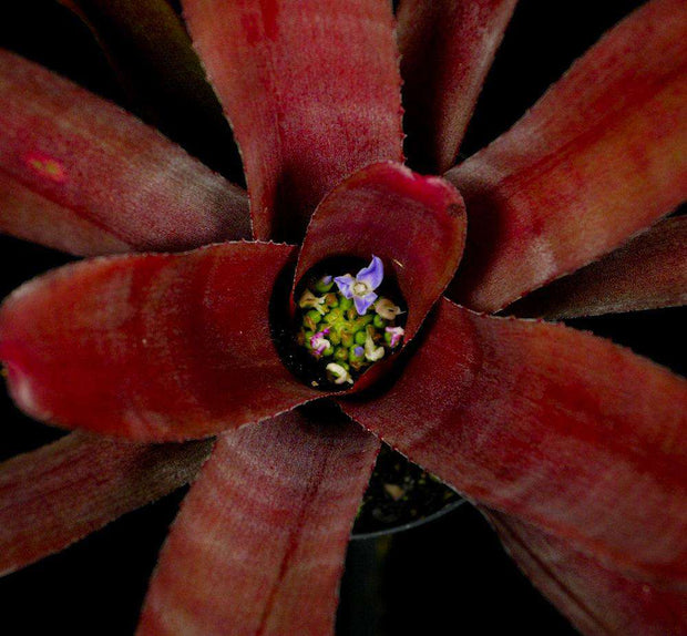 Neoregelia 'Sun Devil' - Tropiflora