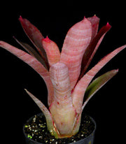 Neoregelia 'Sun Devil' - Tropiflora