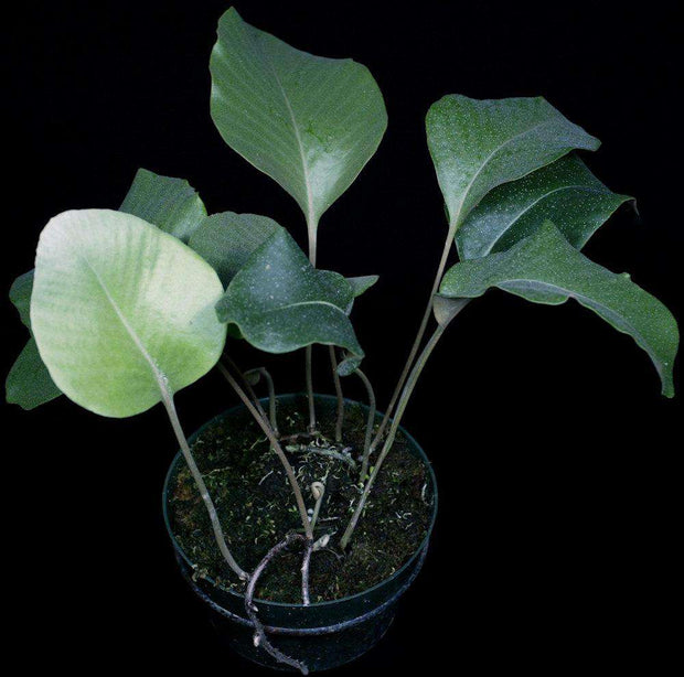 Pyrrosia lingua var. heteracta - Tropiflora
