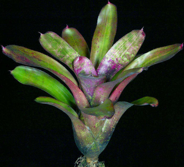 Neoregelia 'Galaxy' - Tropiflora