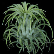 Tillandsia ionantha 'Honduras' - Tropiflora