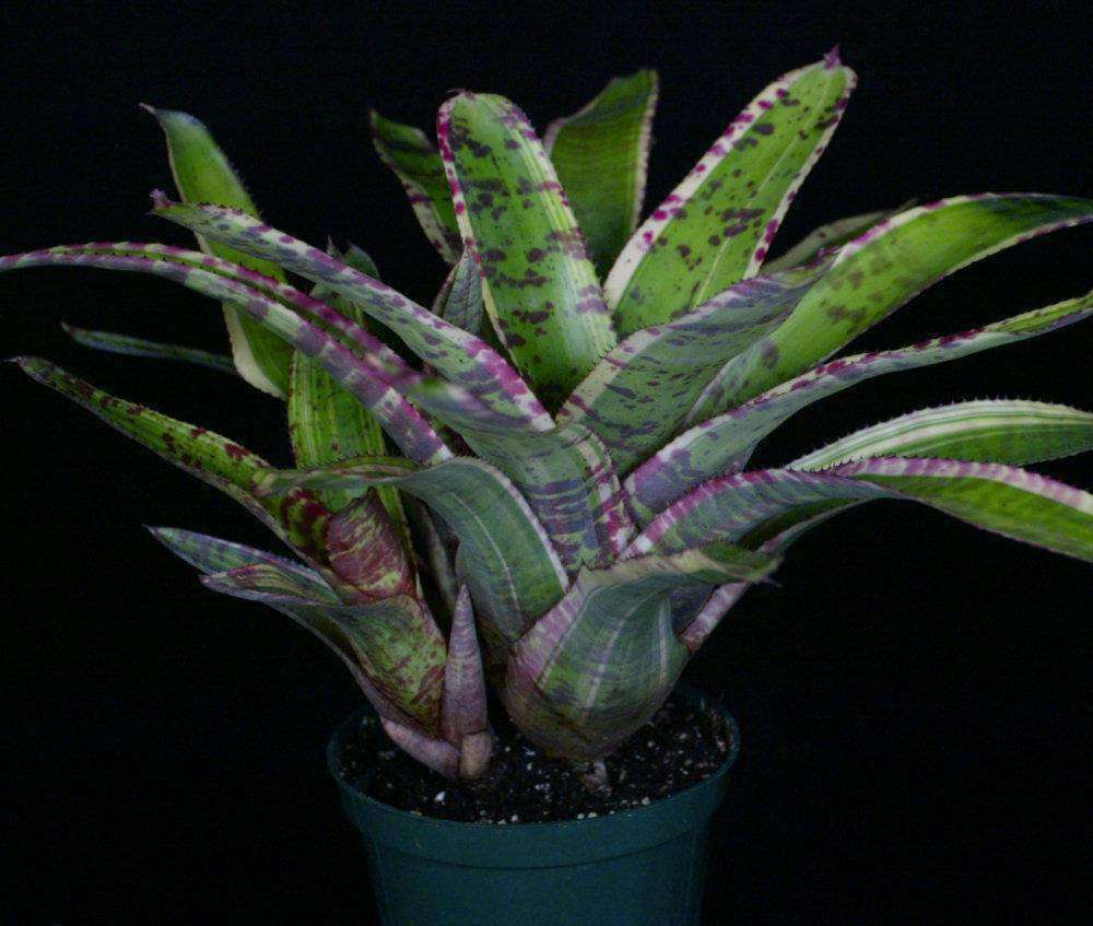 Neoregelia 'Captain Moxley' – Tropiflora