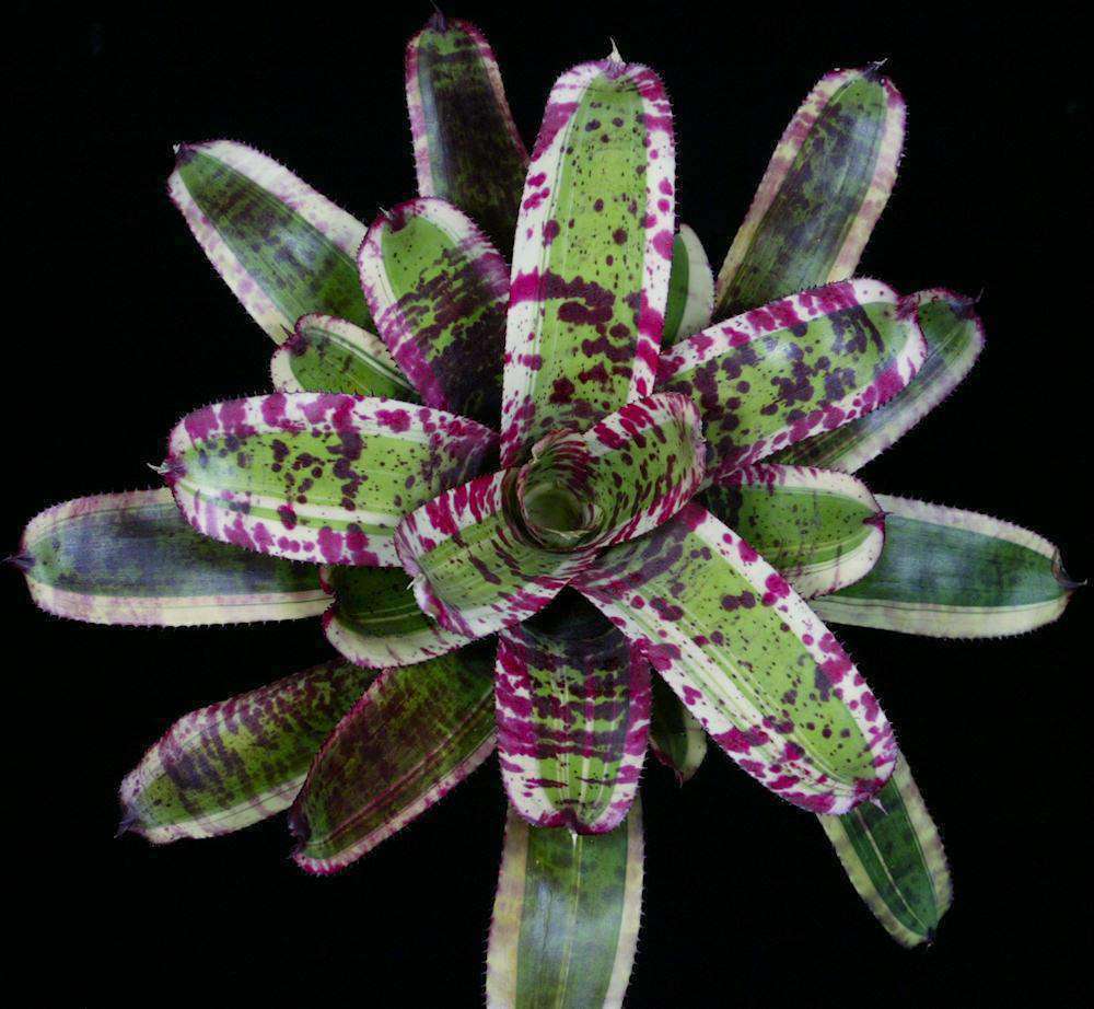 Neoregelia 'Captain Moxley' – Tropiflora
