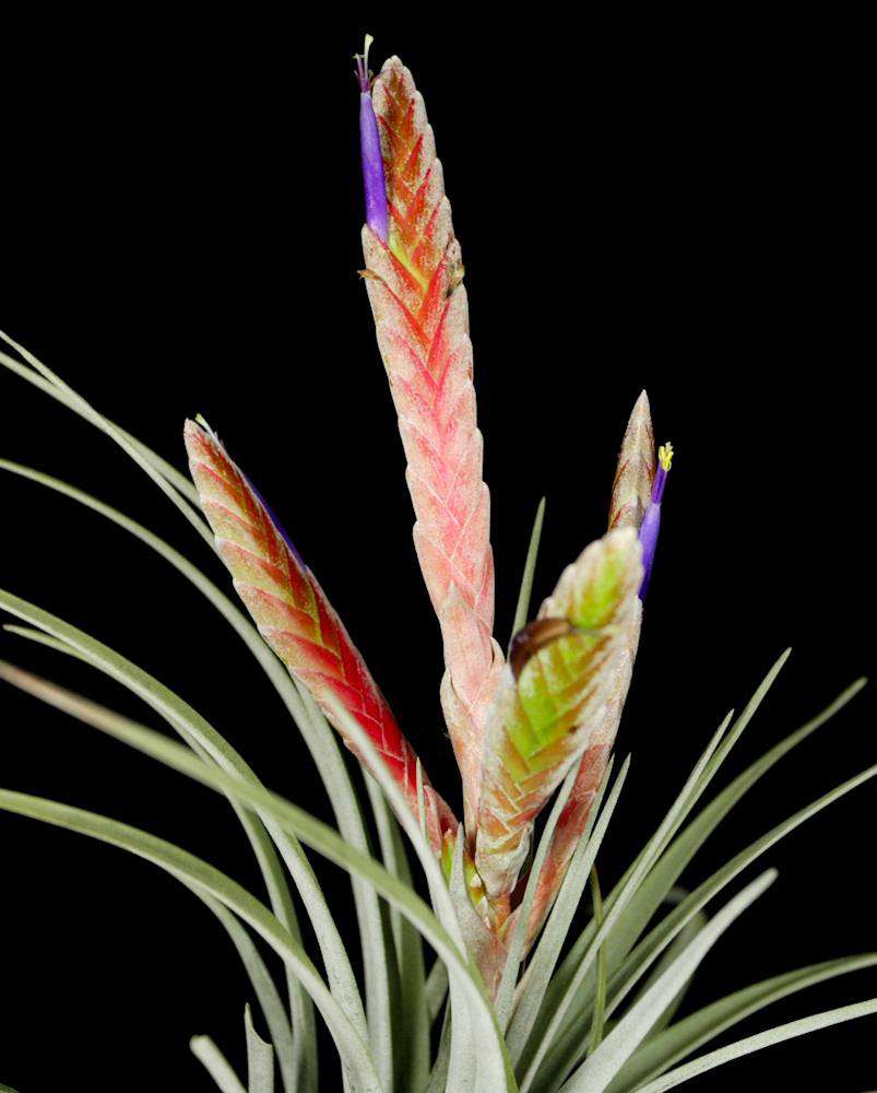 Tillandsia 'Arco Iris' – Tropiflora