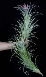 Tillandsia ionantha 'Snake' - Tropiflora