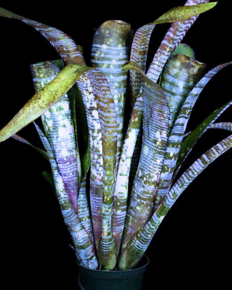 Billbergia 'YouTube' – Tropiflora
