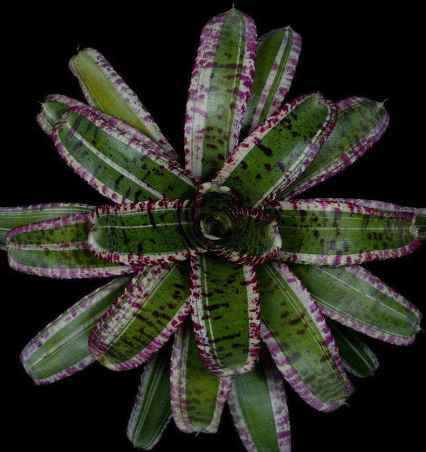 Neoregelia 'Invincible' - Tropiflora