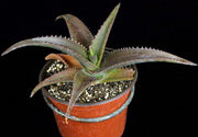 Aloe vaombe x saponaria - FLASH SALE
