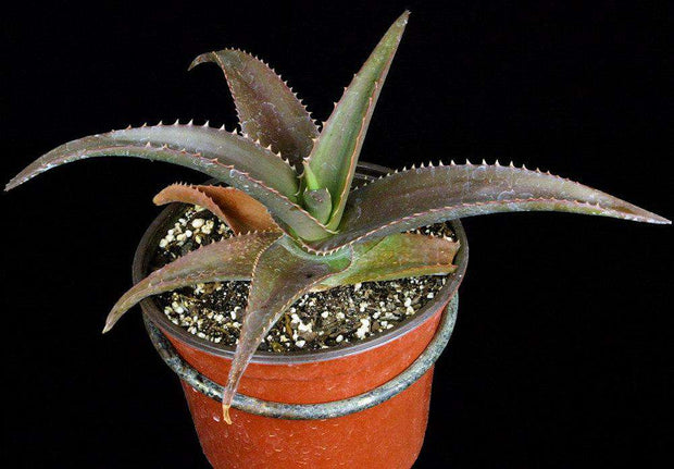 Aloe vaombe x saponaria