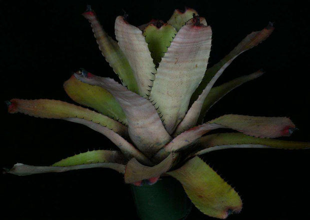 Neoregelia carcharodon 'Spines' - Tropiflora