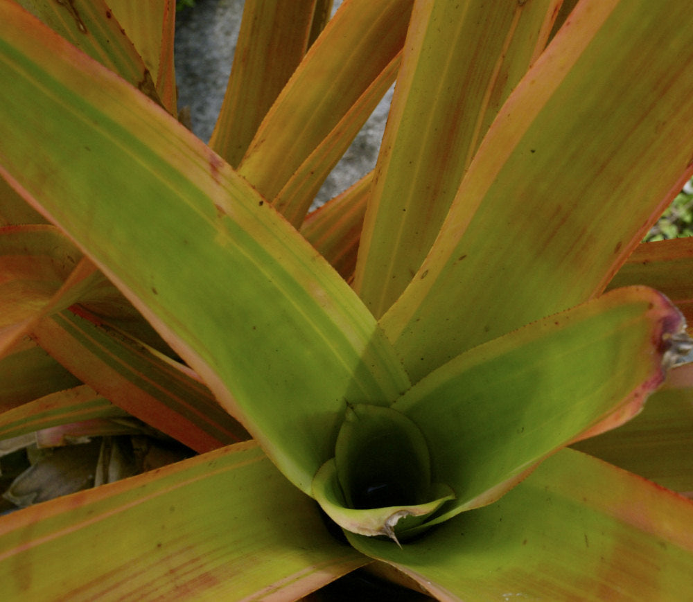 Aechmea blanchetiana variegated – Tropiflora