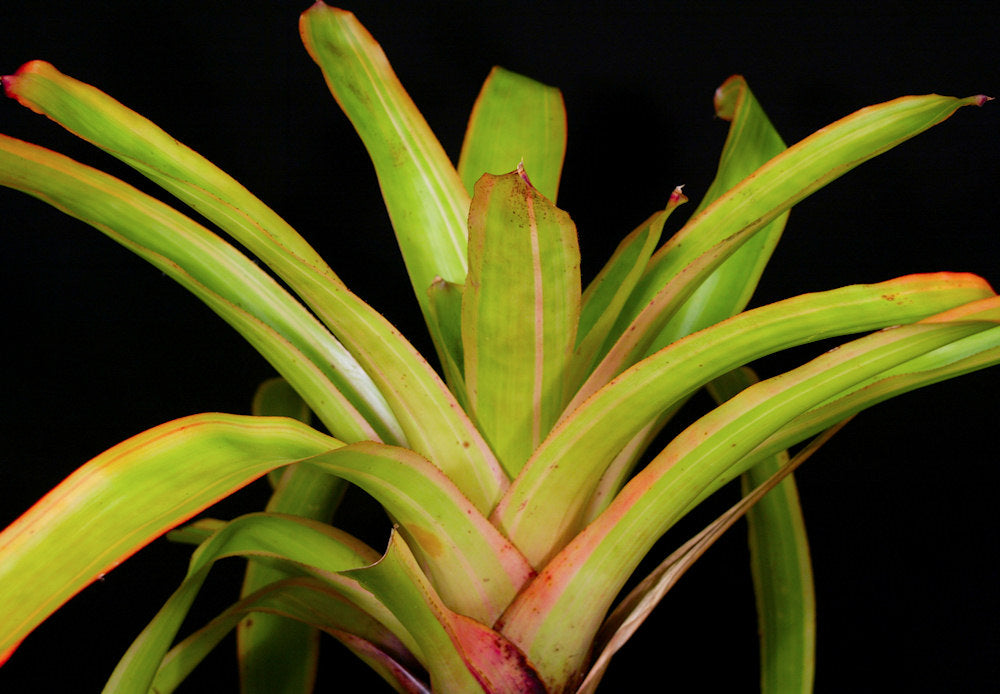 Aechmea blanchetiana variegated – Tropiflora