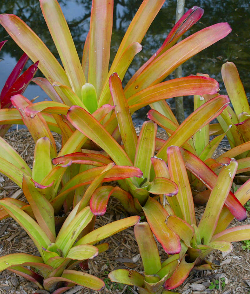6115_Aechmea_blanchetiana_vari