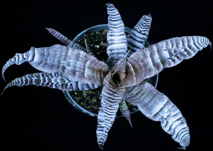 Cryptanthus 'Timberwolf' – Tropiflora
