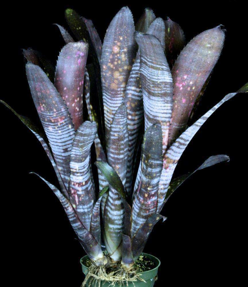 ブロメリア　billbergia smokestack 6167-Billbergia-Smokestack.jpg