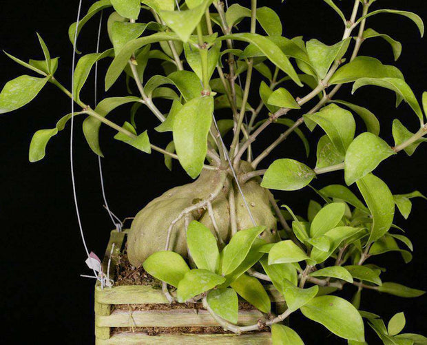 Hydnophytum moseleyanum - Tropiflora