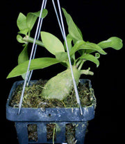 Hydnophytum moseleyanum - Tropiflora