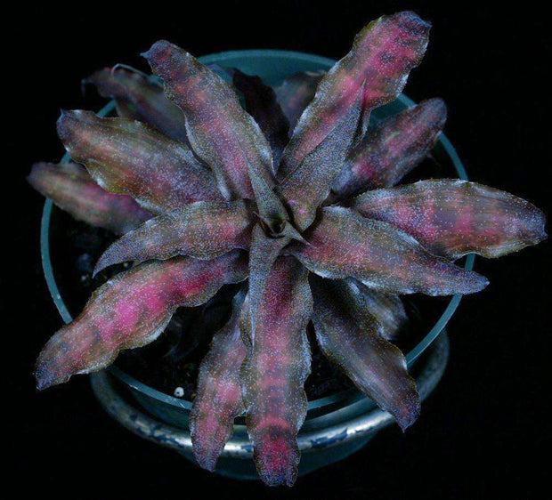 Cryptanthus 'Earth Angel' - Tropiflora