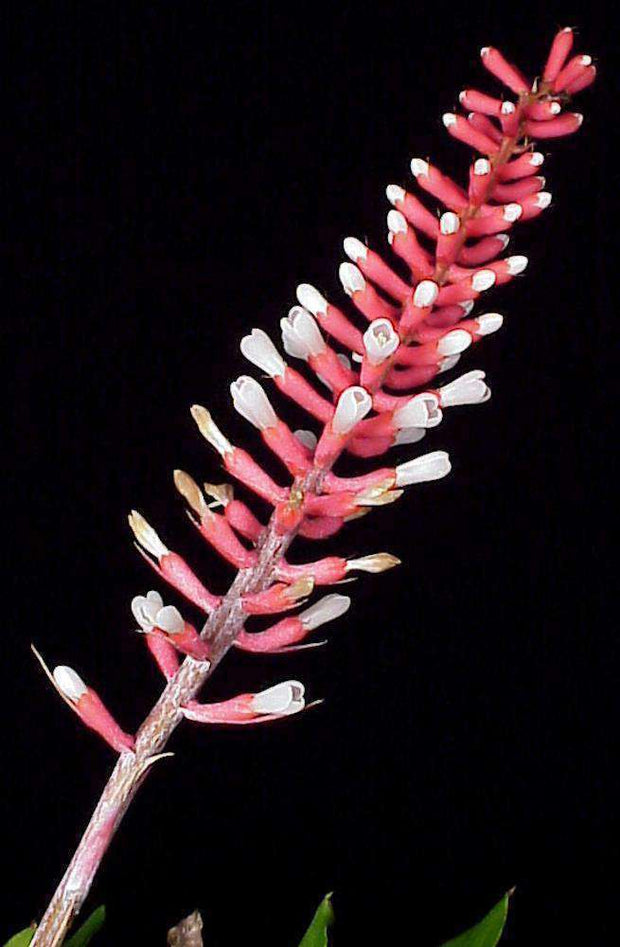 Aechmea gamosepala v. nivea - Tropiflora
