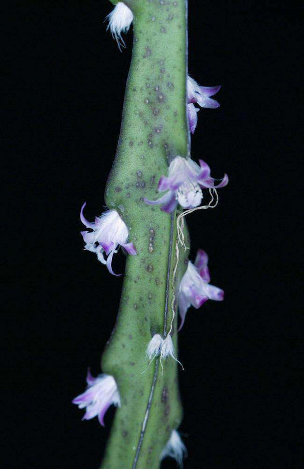Lepismium cruciforme 'Henrique' - Tropiflora