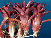 Neoregelia punctatissima rubra - Tropiflora