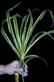 Neoregelia pendula v. brevifolia albomarginated - Tropiflora