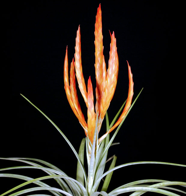 Tillandsia fasciculata 'Orange'
