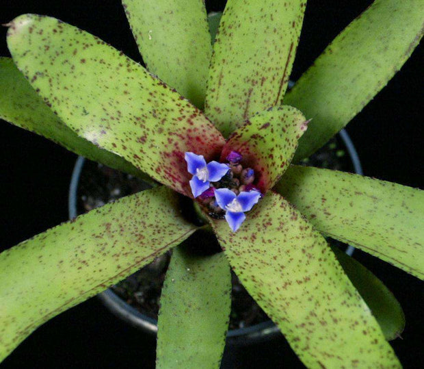 Neoregelia 'Red Dot'