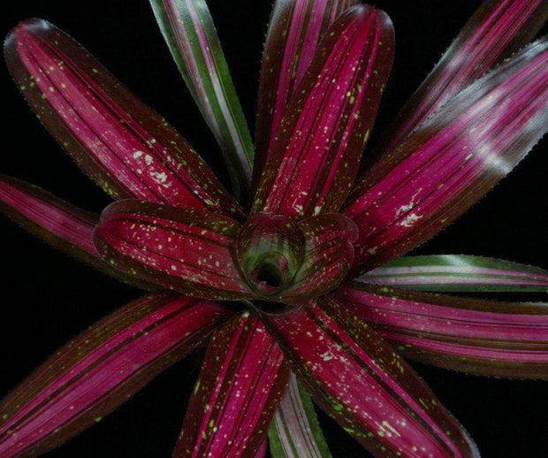 Neoregelia 'Larnach's Enchantment' variegated - Tropiflora