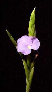 Tillandsia paleacea v. apurimacensis - Tropiflora