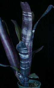 Billbergia 'Darth Vader' - Tropiflora
