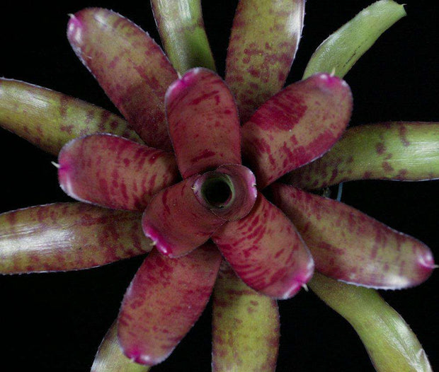 Neoregelia 'Ornato' - Tropiflora