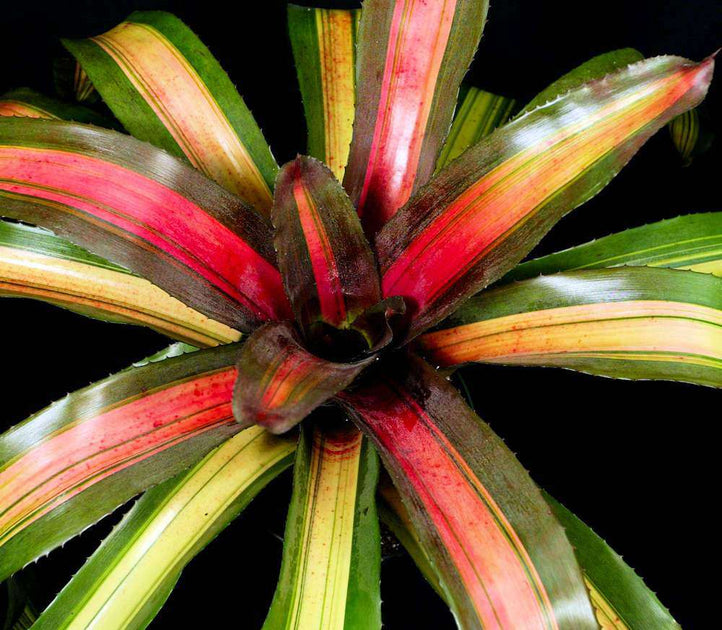 Neoregelia 'Pink on Black' – Tropiflora